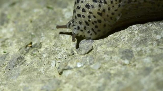 Limax maximus，豹蛞蝓，大灰蛞蝓，龙骨蛞蝓。鼻涕虫爬上混凝土。