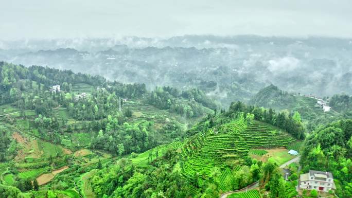 雨后茶山