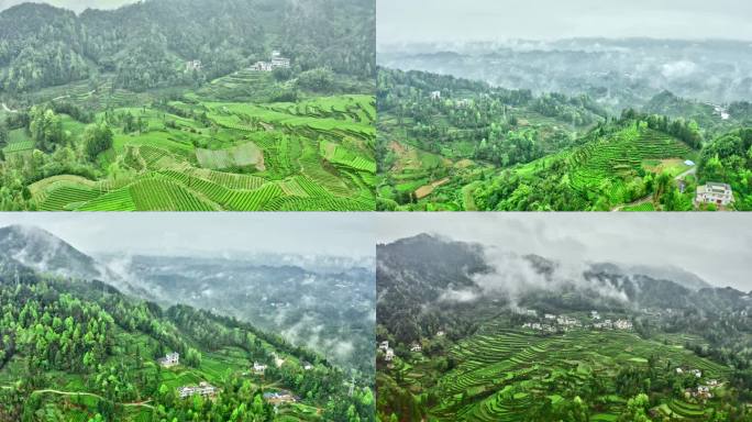 雨后茶山