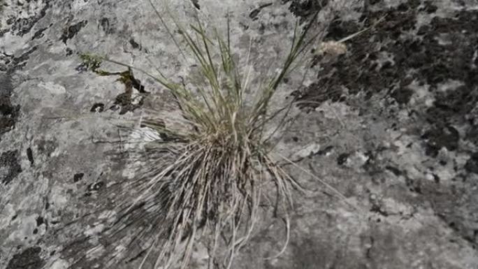 秋风中，一簇绿色干燥的草在一块岩石上形成