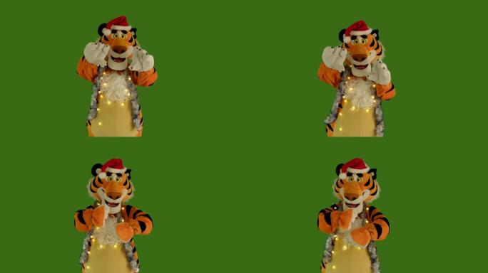 戴着圣诞老人红色帽子和金属丝的老虎在绿屏上显示咆哮和舞蹈chromakey 4:2:2 10位。象征