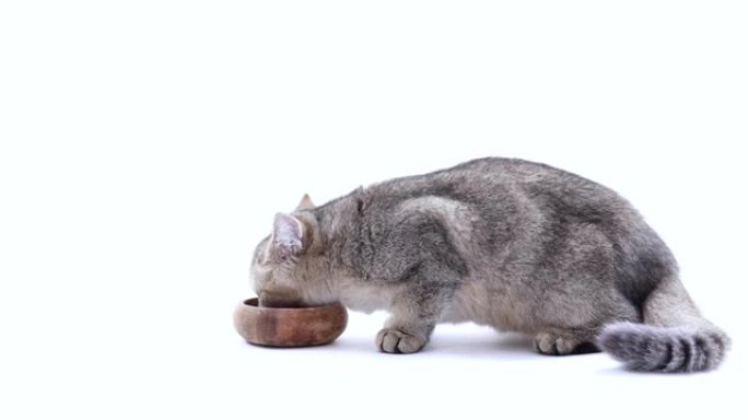 英国短毛猫喂食