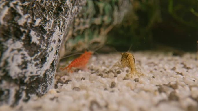 在水中石头附近的鹅卵石上的橙色和红色虾