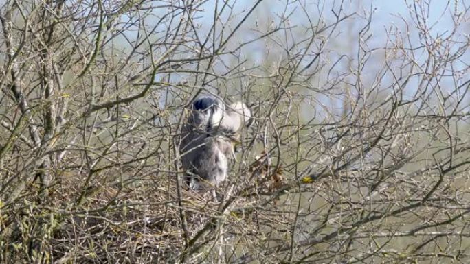 在英格兰东南部4k 60 fps的自然保护区，野生灰鹭与小鸡筑巢