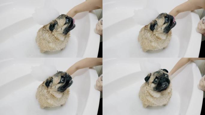 有趣的哈巴狗被淋浴洗了，狗很惊讶