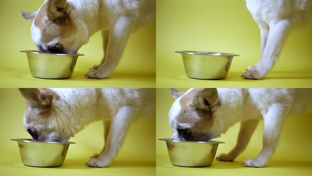 吉娃娃狗吃碗里的饲料。一碗粗磨食物。健康宠物餐。孤立在黄色背景上