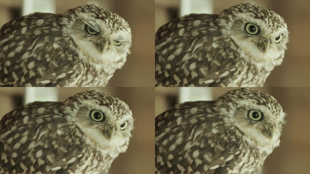 一只穴居猫头鹰的特写镜头，看着相机里的东西