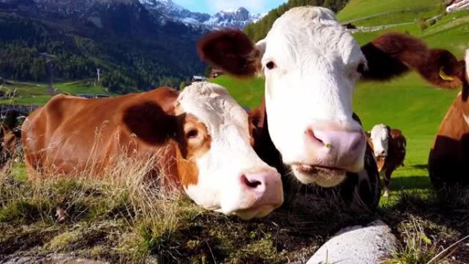 在南蒂罗尔阿尔卑斯山的牧场上放牧的奶牛