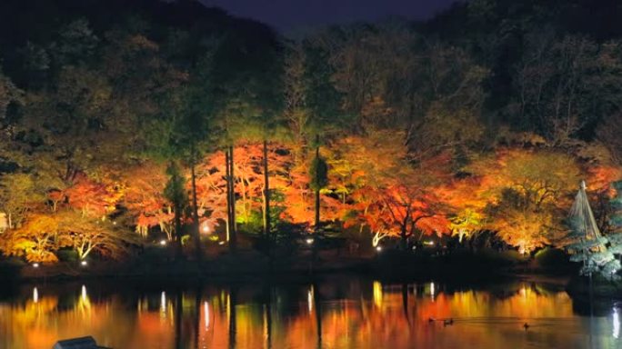 夜间照亮秋树晴空、公园、茶点、