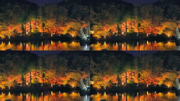 夜间照亮秋树晴空、公园、茶点、