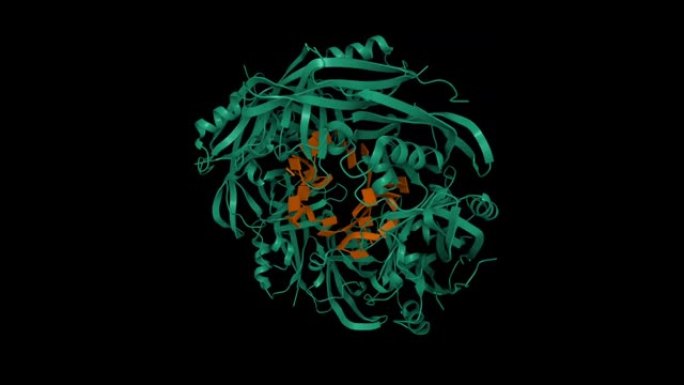由DNA寡核苷酸 (棕色) 产生的埃博拉病毒VP40八聚体环 (绿色)