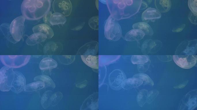 一群月亮水母慢慢漂浮在水族馆的水中，其中多色的照明为果冻的半透明钟形体着色。冥想的地方。不寻常的内部