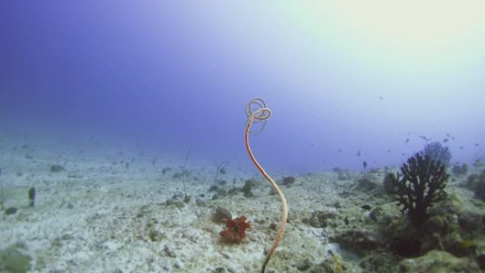 马尔代夫的鞭子珊瑚
