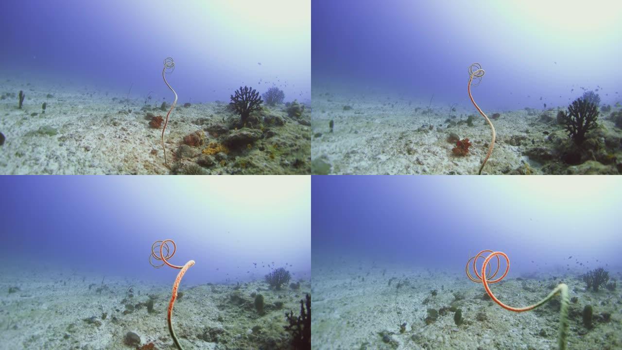 马尔代夫的鞭子珊瑚