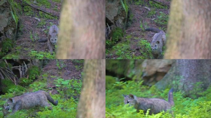 早晨日出时，年轻的美洲狮 (Puma concolor) 美丽而危险地在北美森林的岩石之间穿过树林。