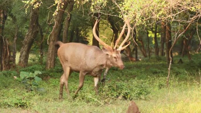 在印度中部森林的户外丛林野生动物园中，成年或中度拍摄雄性水鹿或rusa单色气味
