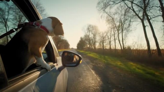 比格犬 (Beagle dog) 看着窗外，它在道路上行驶