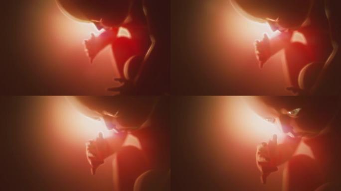 人类胎儿。子宫里的孩子。