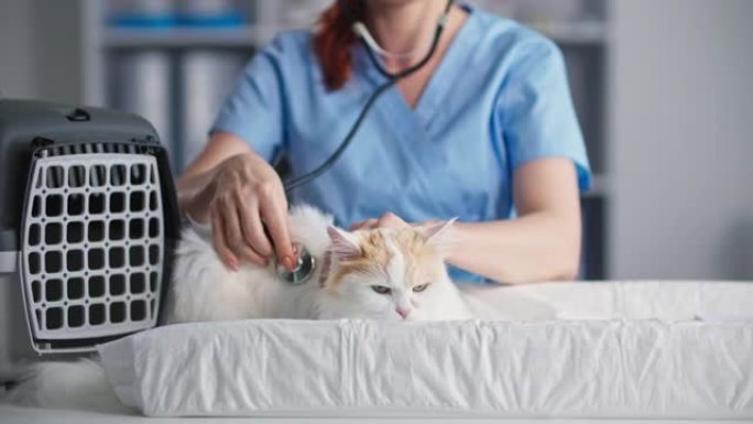 宠物，可爱的蓬松猫女兽医在动物载体附近的桌子上的医疗办公室用听诊器检查和听呼吸