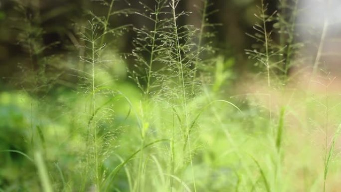 地上生长的杂草有细小的绿叶