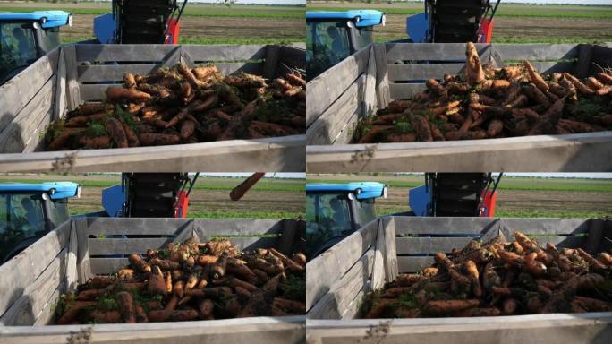 肮脏的红色胡萝卜从管道流入拖拉机拖拉的木制拖车