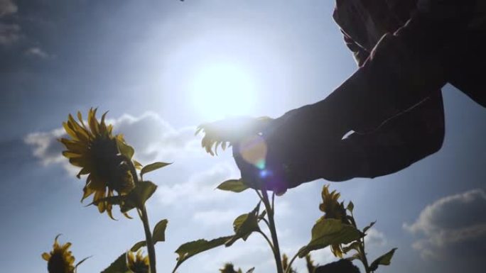 剪影亚洲农民老板小企业检查向日葵种植园的向日葵树。农民步行到田间检查向日葵