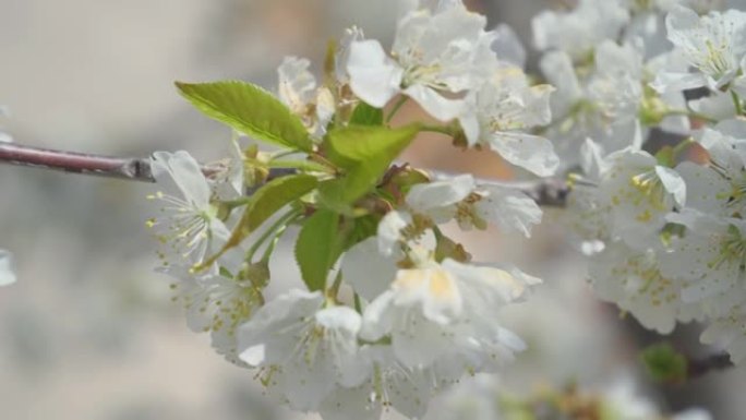 4k视频剪辑，甜美的樱桃树花开并在蓝色背景上生长。盛开的小白梅。视频9:16比率。