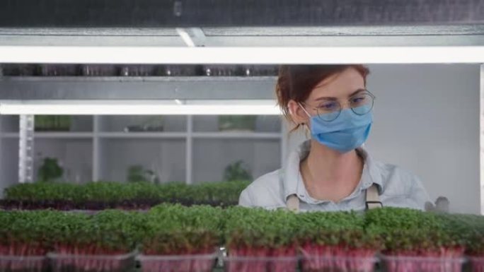 家庭种植园，戴着医用口罩眼镜和手套的年轻女子用喷雾瓶中的水喷洒在容器中的微绿色货架背景，有机商业