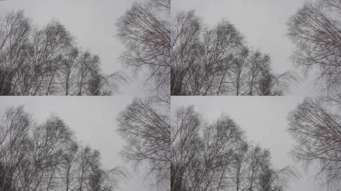 在寒冷的冬风730的拍打中移动高大的桦树的树枝