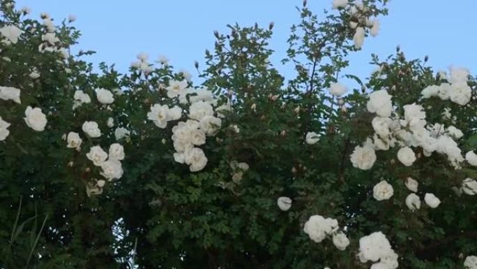 白花的玫瑰果灌木丛在蓝天下在风中摇摆