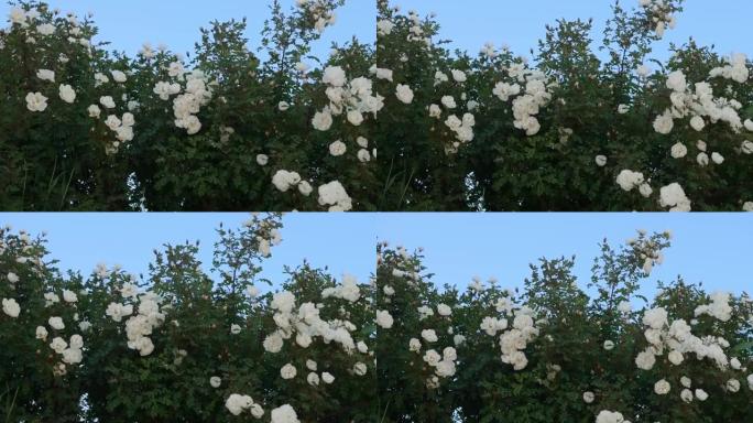 白花的玫瑰果灌木丛在蓝天下在风中摇摆