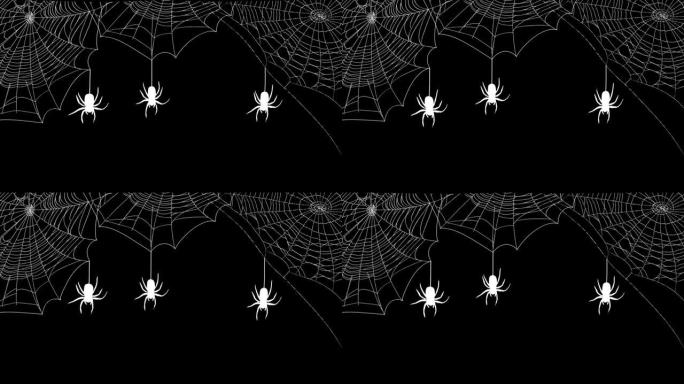 三个白色蜘蛛在透明的阿尔法通道背景上编织网。万圣节白色蜘蛛挂在黑色背景的蛛网上