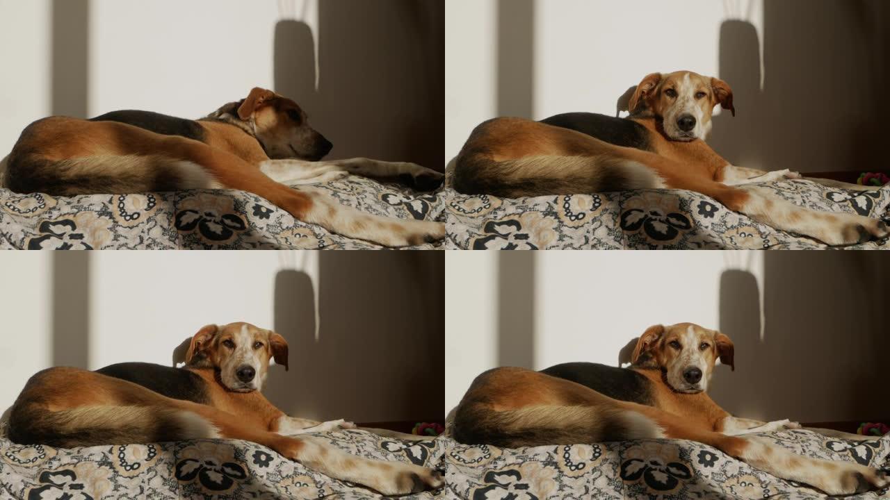 家养狗躺在床上晒太阳