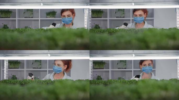 微型绿色业务，戴着医用口罩和手套的年轻女子用喷雾瓶中的水喷洒植物在现代温室货架背景下的容器中生长的幼