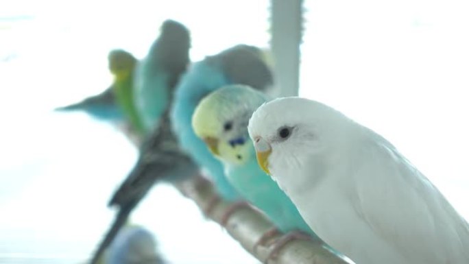 家养虎皮鹦鹉，笼中的鸟。绿色和蓝色虎皮鹦鹉。