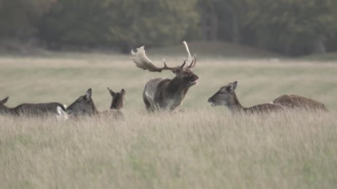 丹麦的小鹿发情季节