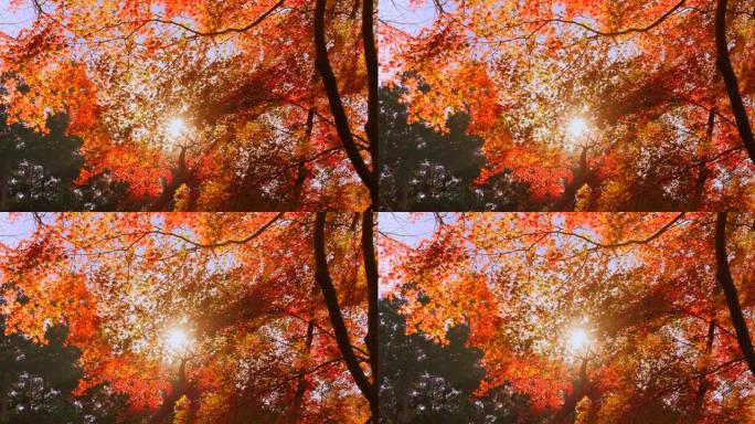 山上的树木，秋叶色彩鲜艳