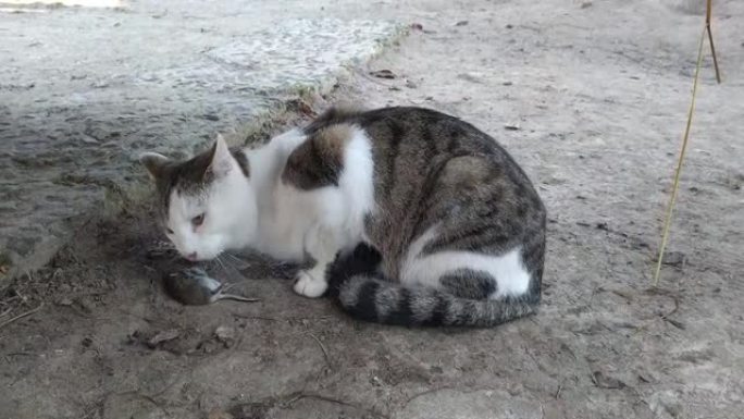 猫吃老鼠。
