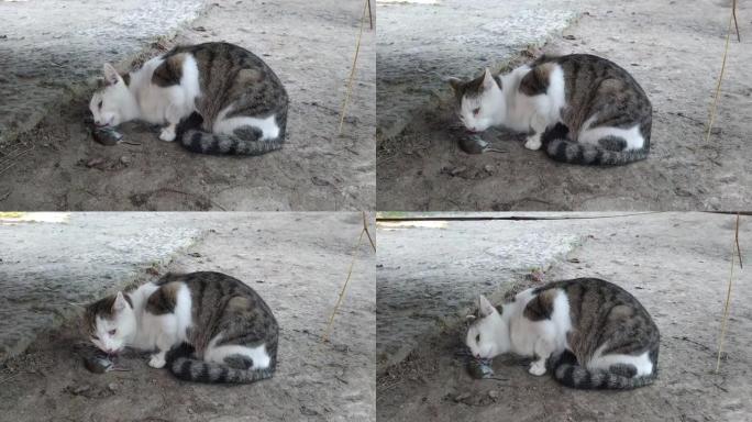 猫吃老鼠。