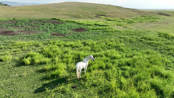 草原白马