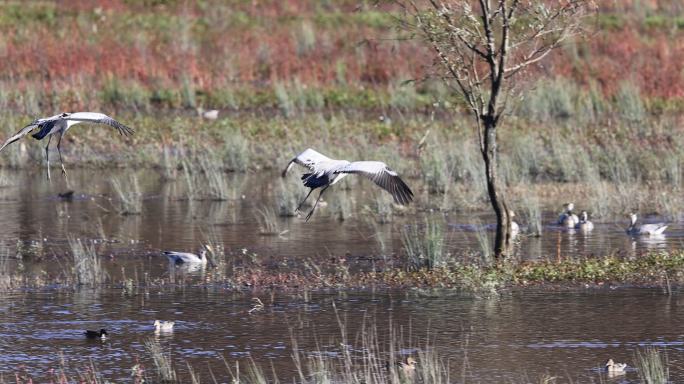 灰鹤降落湿地的升格视频
