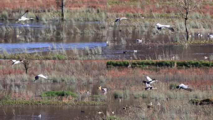 灰鹤降落湿地的升格视频