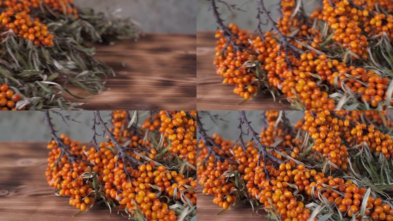 沙棘灌木收藏。灌木上的沙棘浆果。大橙色肥皂浆果。成熟的水牛采伐。木制和混凝土背景。