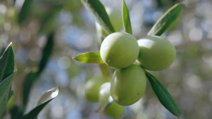 美容行业和美容领域的新鲜橄榄油，金油从生长的黑色和绿色橄榄中滴落到地面上。橄榄油生产，橄榄树季节性收