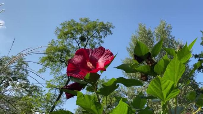 芙蓉花对抗蓝色阳光的天空。芙蓉moscheutos Luna美丽的ormanental花园热带植物。