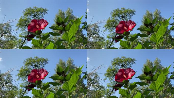 芙蓉花对抗蓝色阳光的天空。芙蓉moscheutos Luna美丽的ormanental花园热带植物。