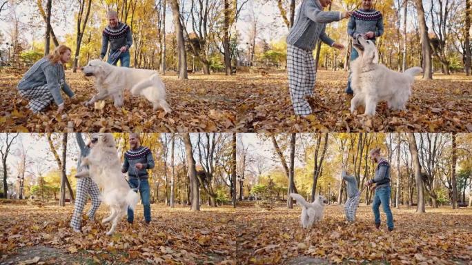 带宠物的秋季游戏。恋爱中的年轻幸福夫妇在秋季公园与狗玩耍，扔树叶并用棍子训练
