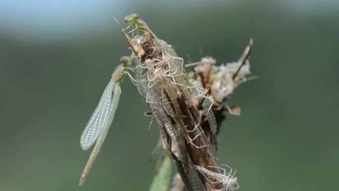 天蓝色豆娘 (Coenagrion puella) 新甲藻和分泌物