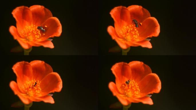 橙色花授粉的小蜜蜂