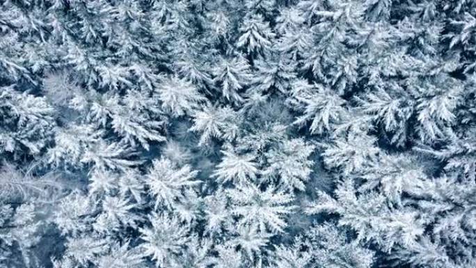 积雪覆盖的树木在风中移动